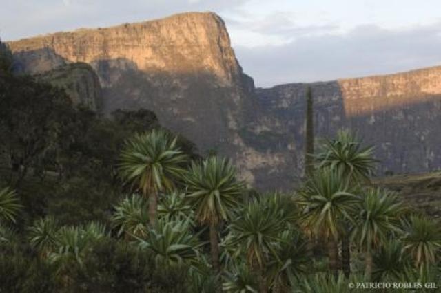 Tertiary Period - Climate