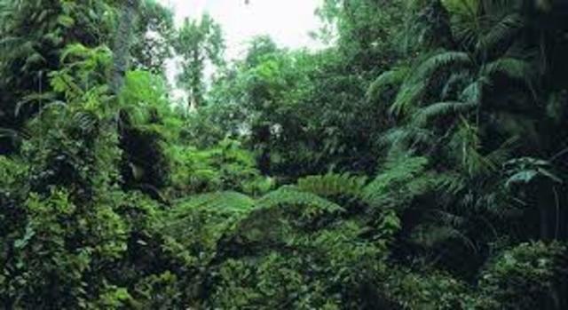 Tertiary Period - Vegetation