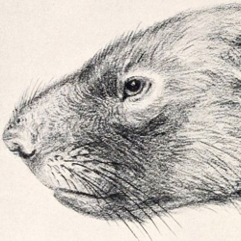 Tertiary Period - Bodiversity