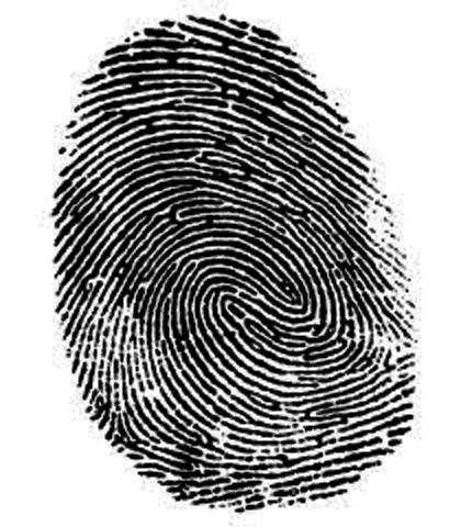 Embryo to fetus- week 10