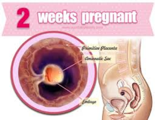 week 2 of fetal development