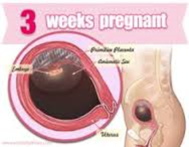 week 3 of fetal development
