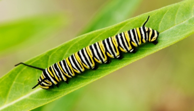 Caterpillar