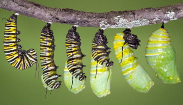 Cocoon/Chrysalis
