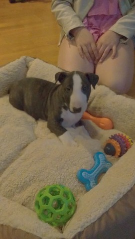 Got a puppy called Ned