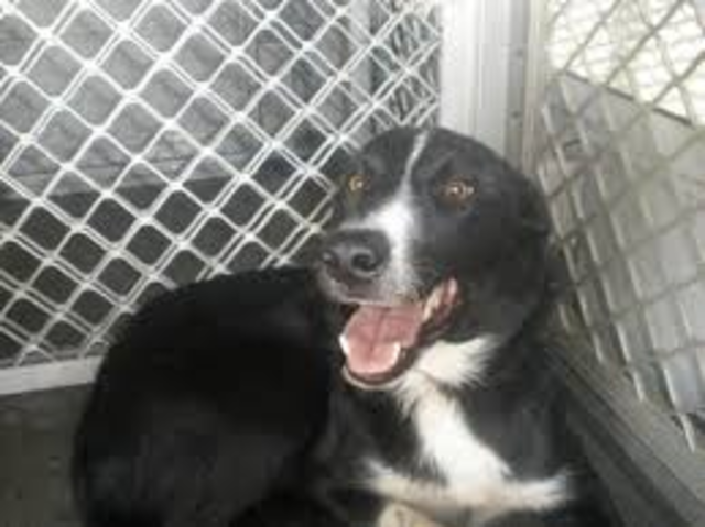 Our dog Benny passed away