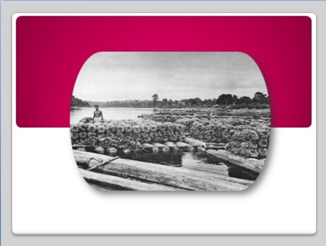 Primara Producción Bananera.