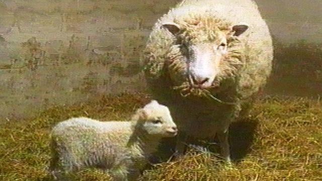 Clonación de la oveja Dolly (nacimiento)