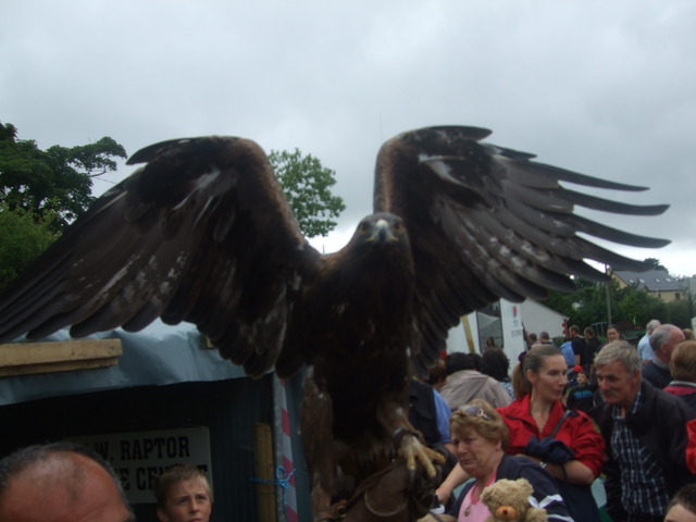 We saw a Golden Eagle