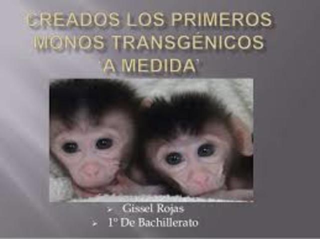 Monos transgenicos
