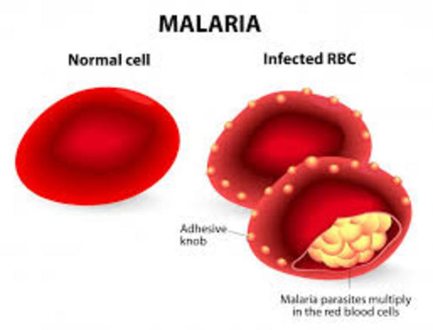 when Malaria was discovered