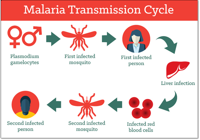 Discovery of the transmission of Malaria
