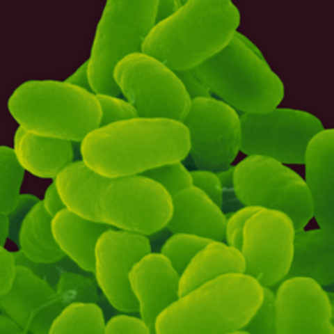 Scientist first started to research pertussis