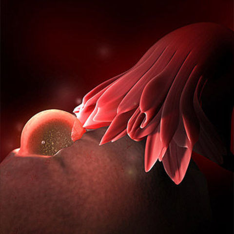 Ovulation
