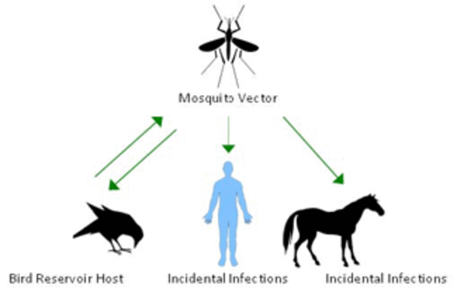 West Nile reaches India