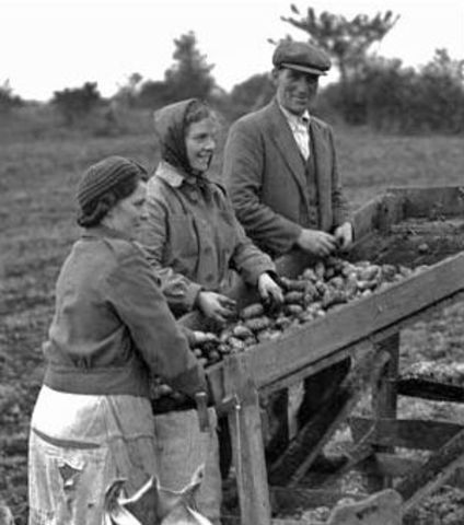 Potato Famine