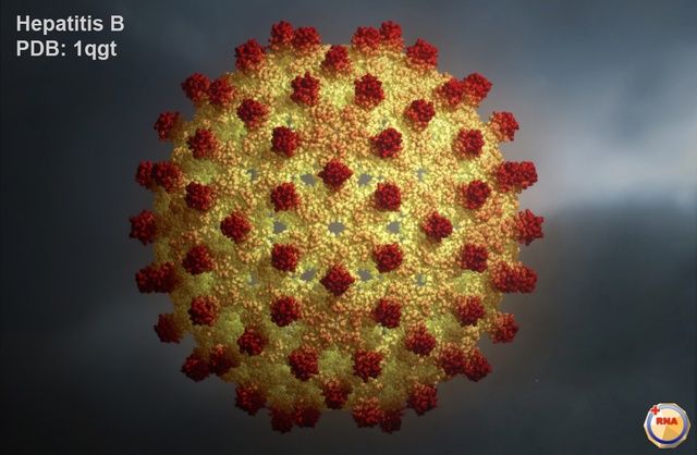 Hepatitis B: First Subunit Viral Vaccine in U.S.