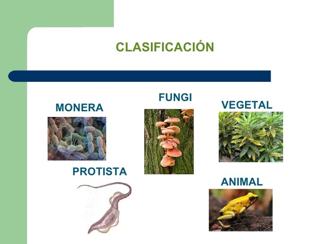 Reinos de la naturaleza