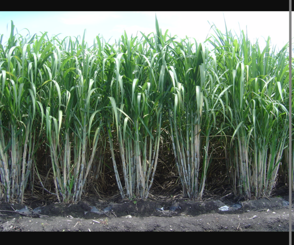 Decadencia de la industria agricola