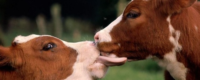 Leslie J. Cruz-en nahia