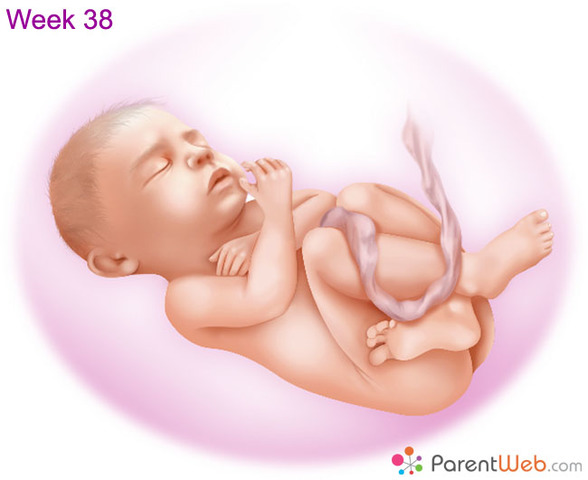 Week Thirty-Eight Progression