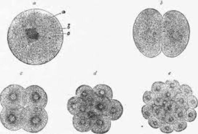 Week 3: Division of Cells