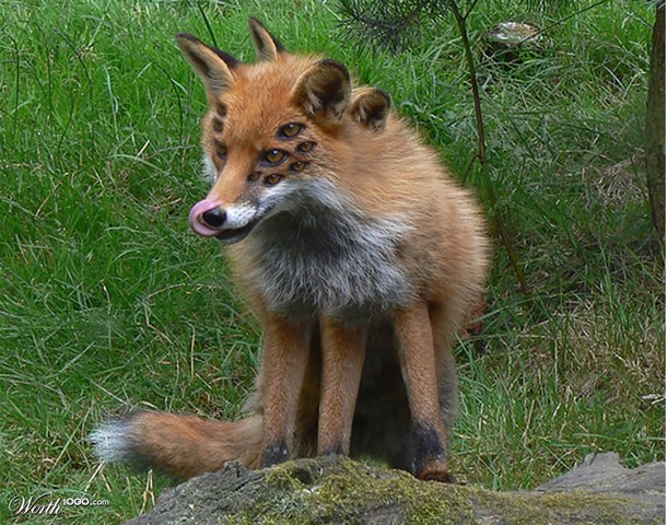 Wildlife's resilience in the face of chronic radiation stress