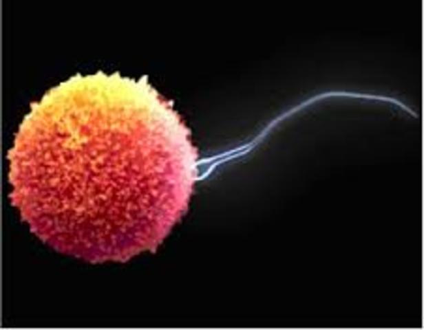 Week 2: Fertilization