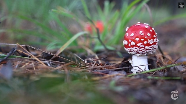 Wild food was restricted