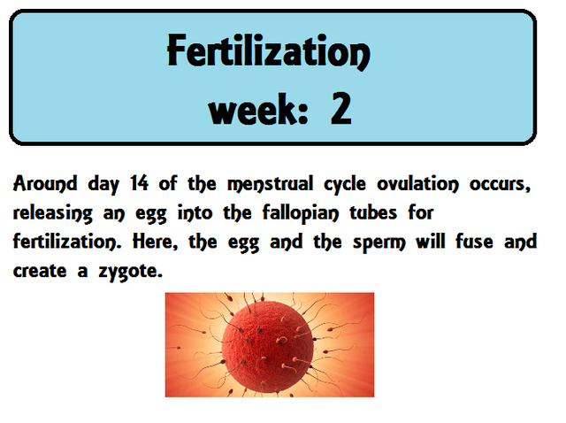 Fertilization and ovulation occurs