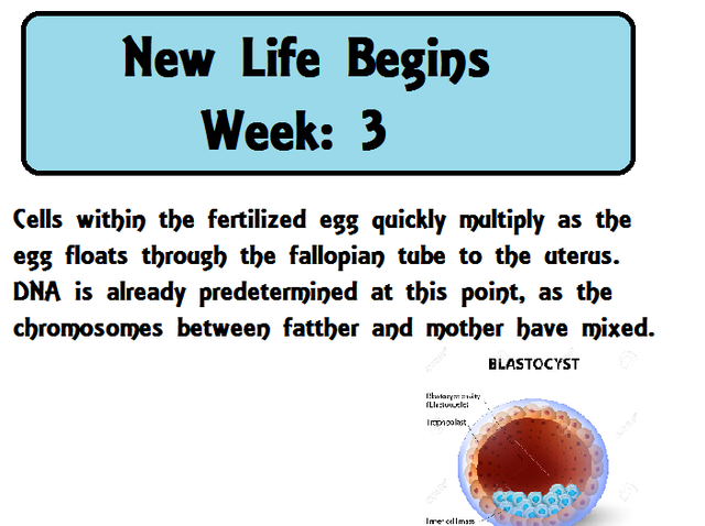 The egg travels through the fallopian tubes