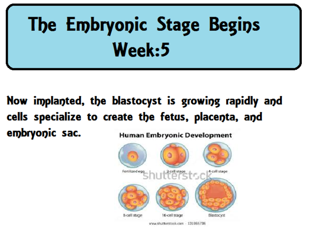 Embryonic stage begins and cells divide