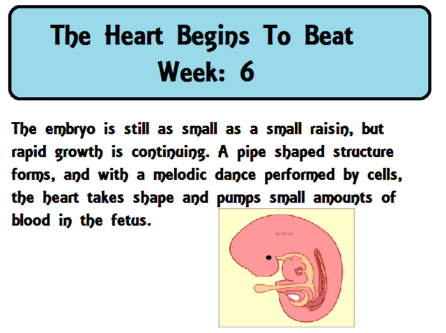 Heart begins to beat