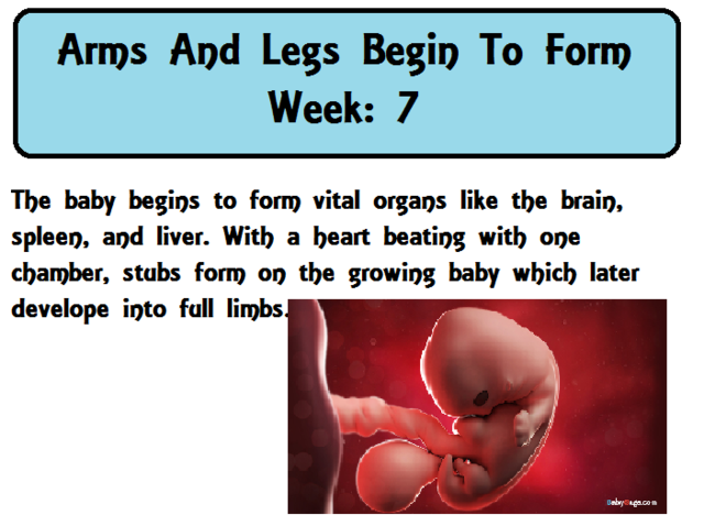 Arms and legs begin to form