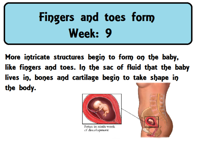 Fingers and Toes form