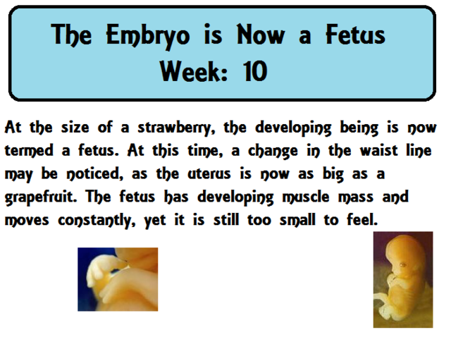 Embryo is Now a Fetus