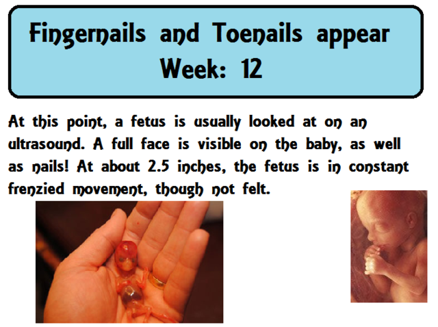 Fingernails and Toenails appear