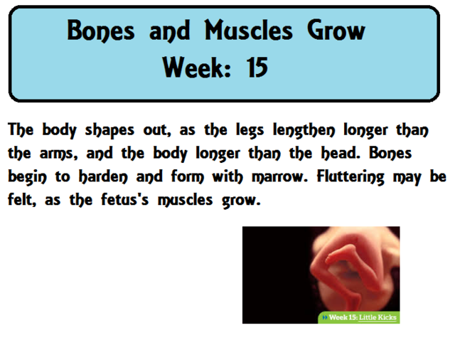 Bones and muscles grow