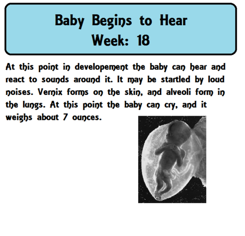 Baby begins to hear