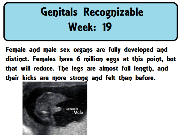 Genitals recognizable