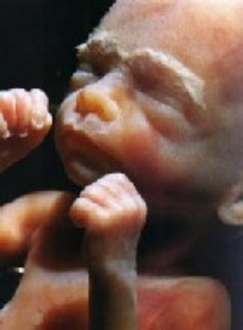 Week 24 of the Second Trimester