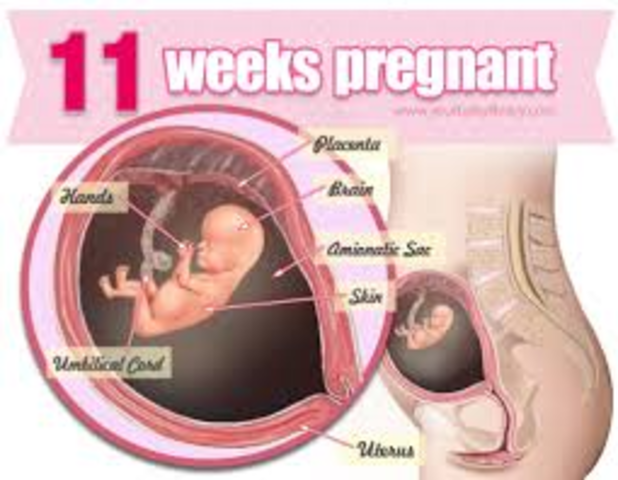 week 11 of fetal development