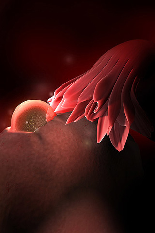 Week 2: Fertlization