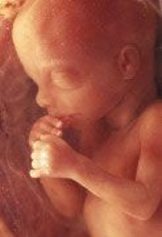 Week Twelve: Fingernails and toenails appear