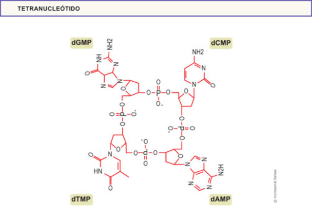 el tetranucleótido plano