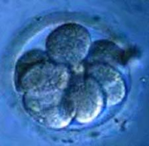 Week 3: Cells Join, Divide- New Life Begins