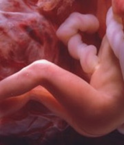 Week Thirty: Baby puts on pounds