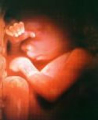 Week Eighteen: Baby Begins to Hear