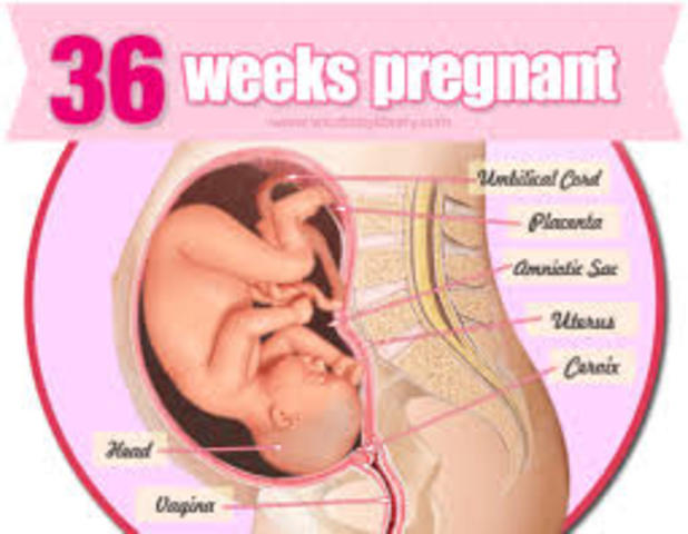 Fetal Development Timeline Timetoast Timelines