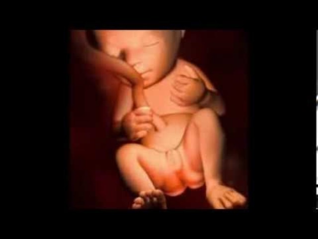 Week 19: Genitals are recoginizable